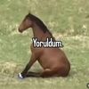 bubupikh