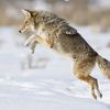 ray_the_fox