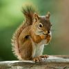 squirrel_girl927