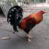 anjorolupa69