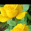 amritbhandari767