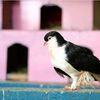 new.hobi.merpati