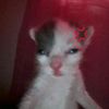 just_hafsa3
