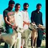 awais.malik278