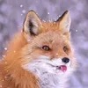 _tieuhac_