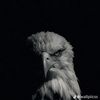 abn_kurdoo11