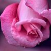 mahmoudh337