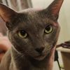 animalarchive1
