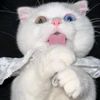 its.bibiiw