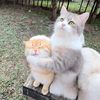 kakay_729