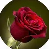 user115903810