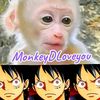 monkey.d.l77