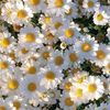 feral_camomile_