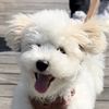 Rui the Bichon