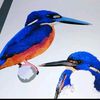cobaltbluecockatoo