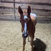 Char-O-Lot Ranch