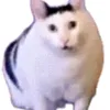 user6272514132080