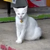 netrateepasitmete