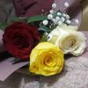_noza..7