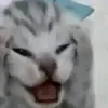 toilabacon1