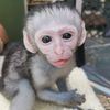 watchvervetmonkey