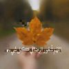 user4786135731034