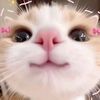michi.eli4