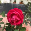 ayjan_hasan_abid