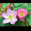 nguyenthao.19930