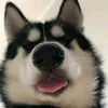 iyaa deni