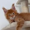 mainecoon.of.hulki