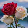 abeer.ali351