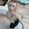 monkey.memes8