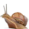 snail80050