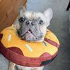 winston.the.frenchie__