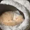 llioxo_877
