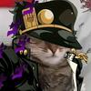 jotaro_gato_