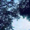 elviramauliza05