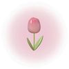 💗🌷