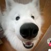 gmail.comasyori0