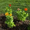 gardenladyict
