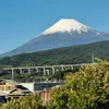domzelee