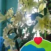 phamtmthnh