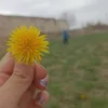 ar_uka_goy