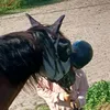 pialovepferd