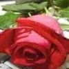 iamthe...rose