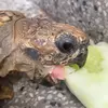 tortugaasmr