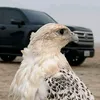 f16lvl