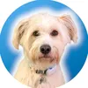 bertiedog_