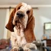 OliveOyl_the_Basset